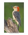 1683 red-bellied woodpecker